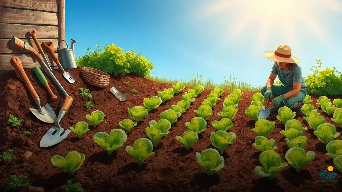 como plantar alface em canteiro