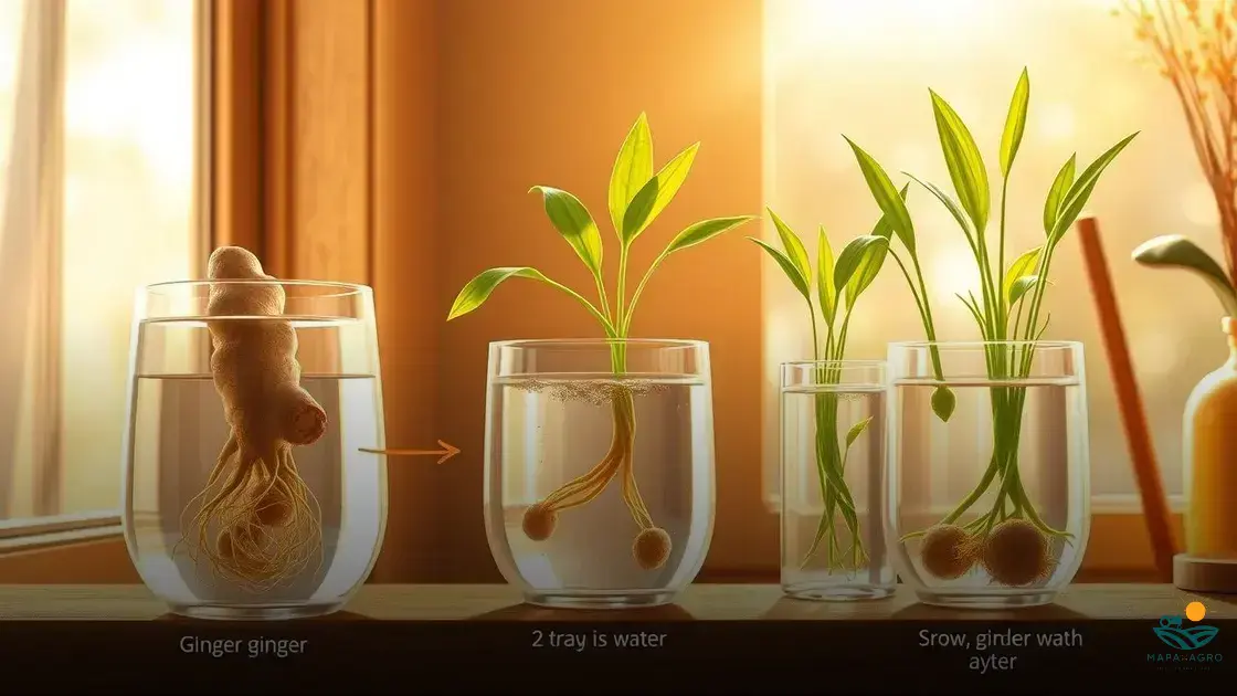 como plantar gengibre na água