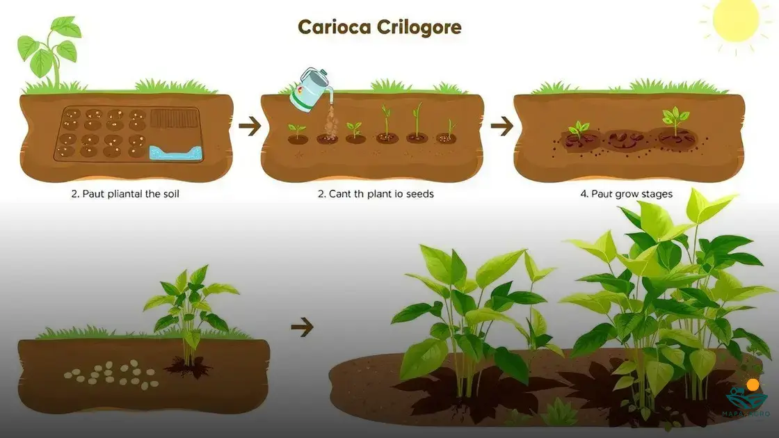 como plantar feijão carioca
