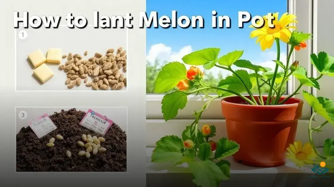 como plantar melão em vaso e ter frutas deliciosas em casa