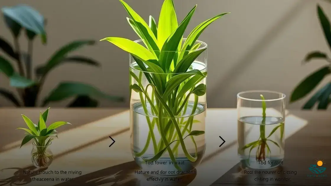 como cultivar dracena na água