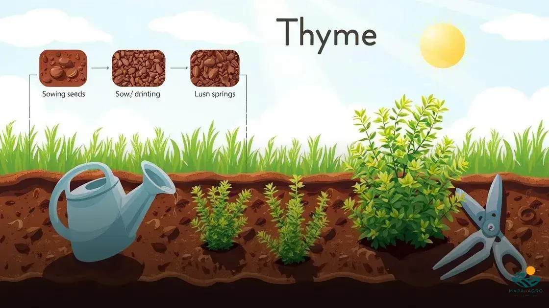 como cultivar tomilho