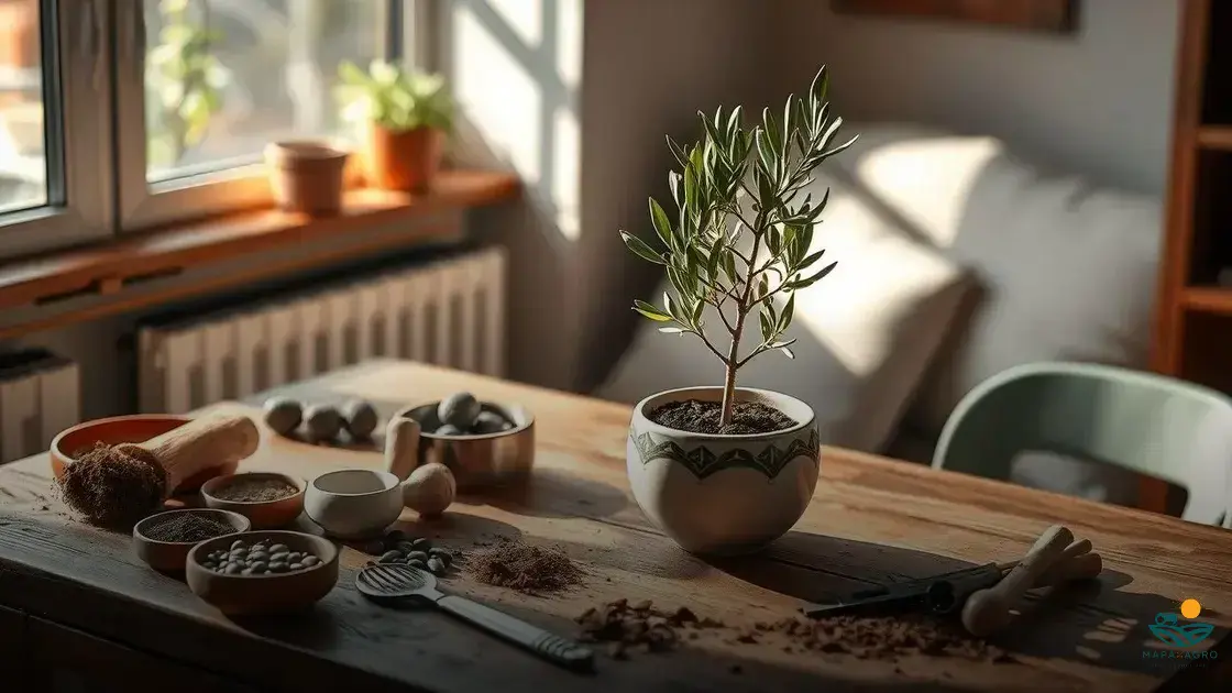 como plantar oliveira em vaso