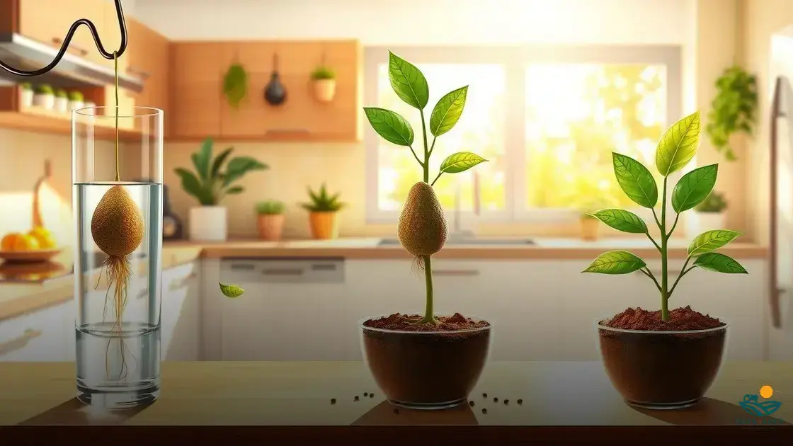 como fazer muda de abacate com o caroço