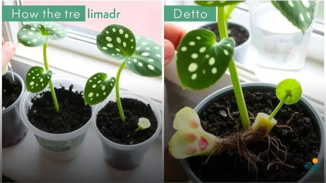 Como fazer muda de begonia maculata de forma fácil e rápida