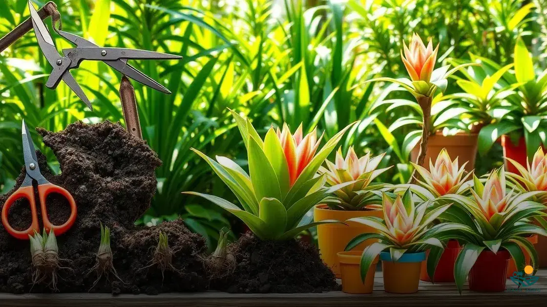 como fazer muda de bromelia