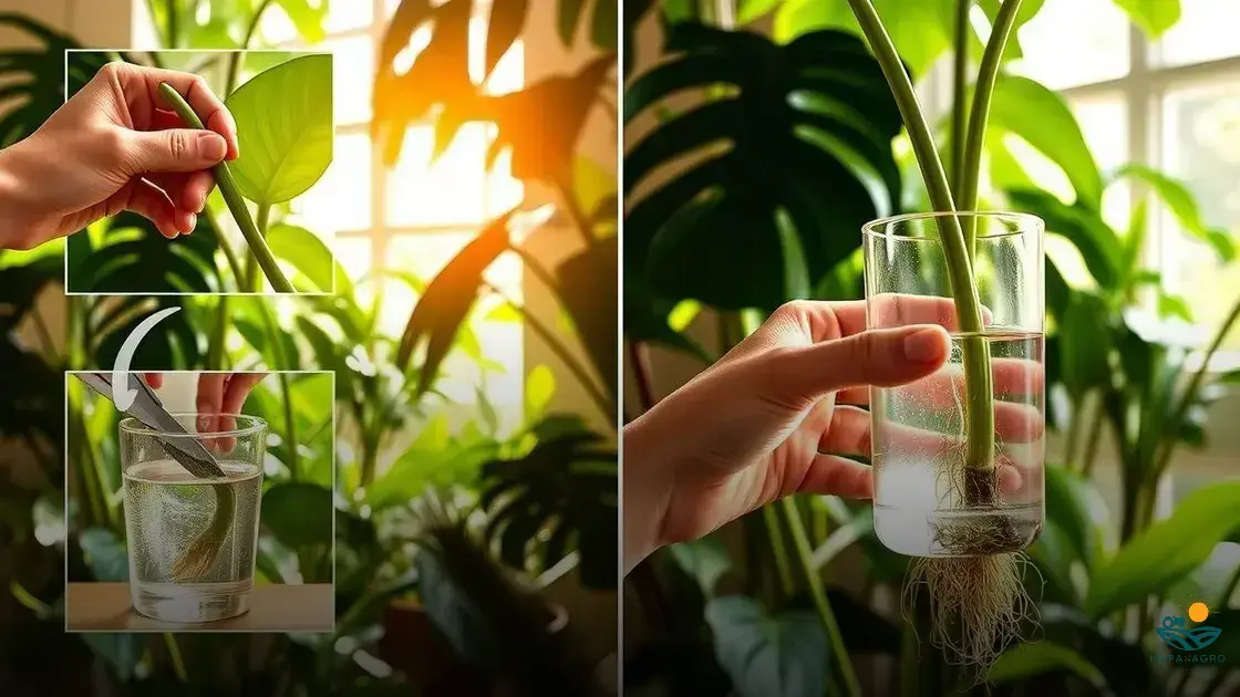 como fazer muda de monstera