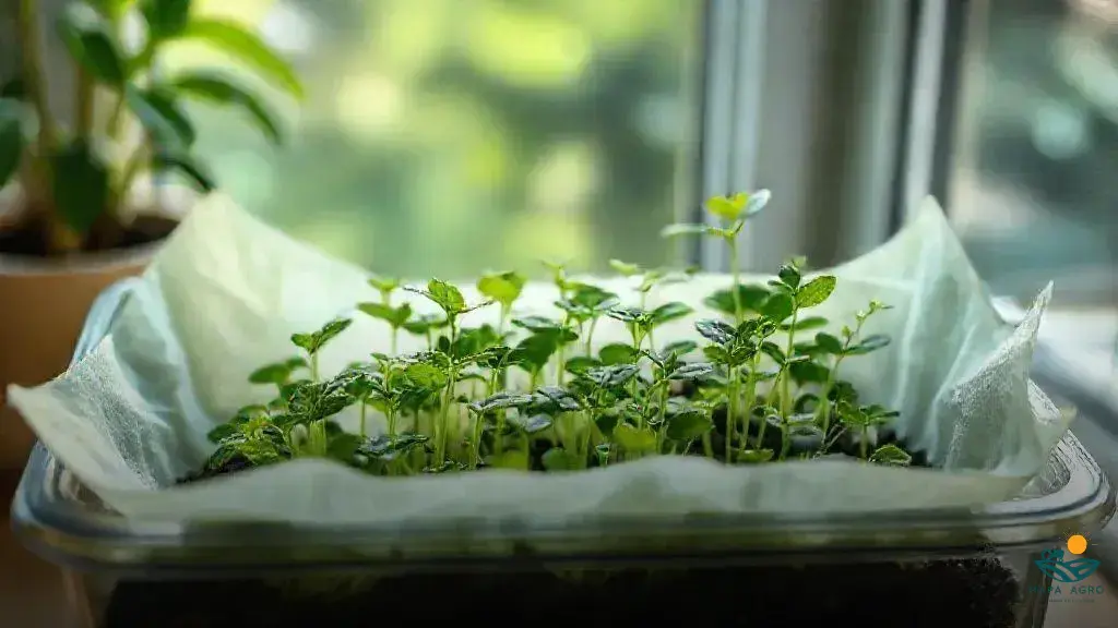 como germinar sementes de maconha