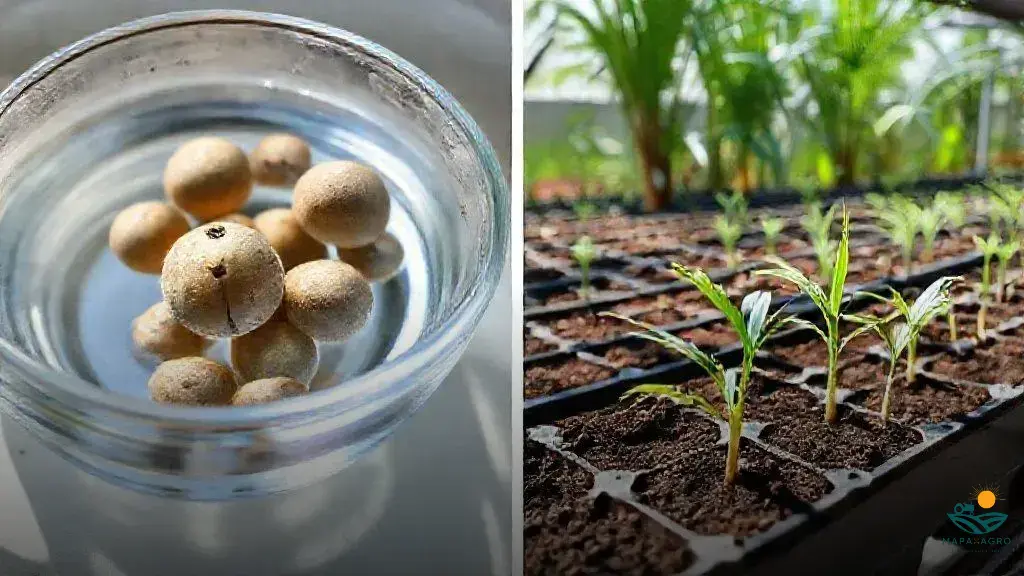como germinar sementes de palmeira