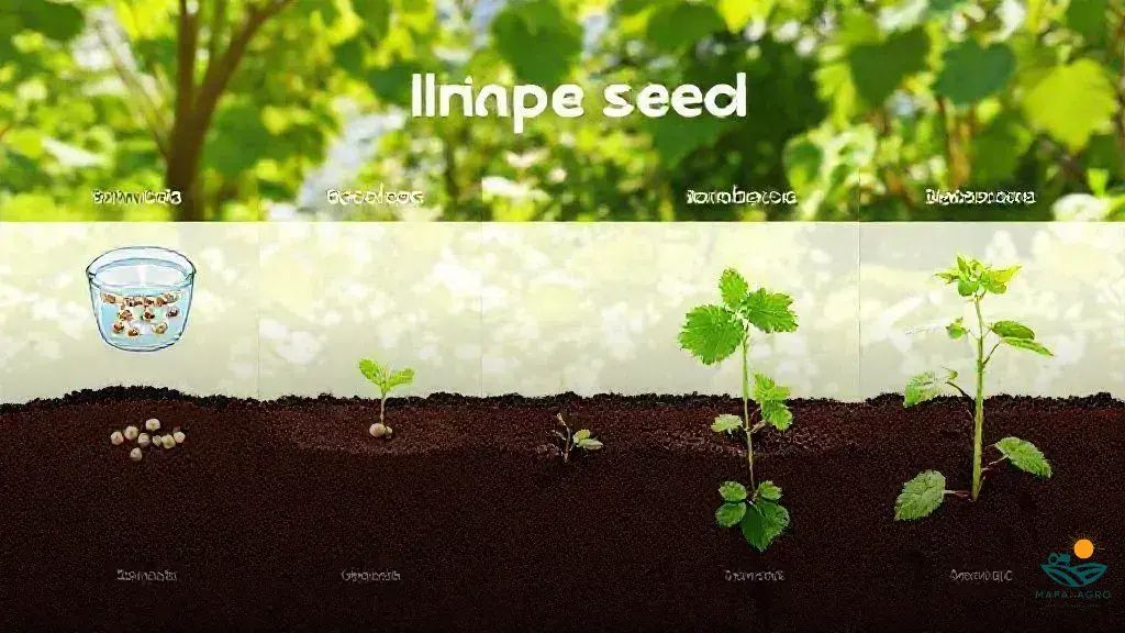 como germinar sementes de uvas