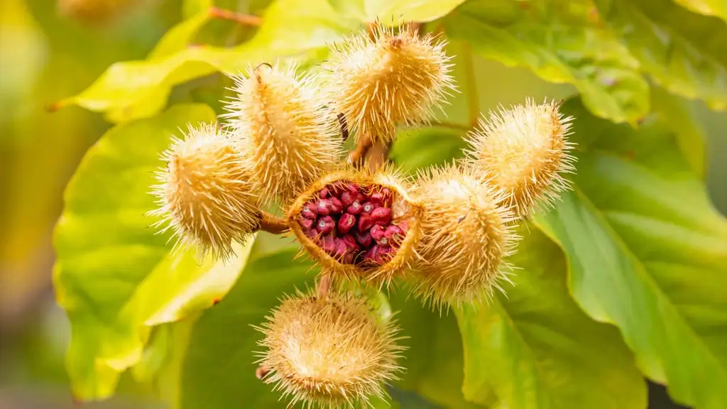 como fazer muda de urucum