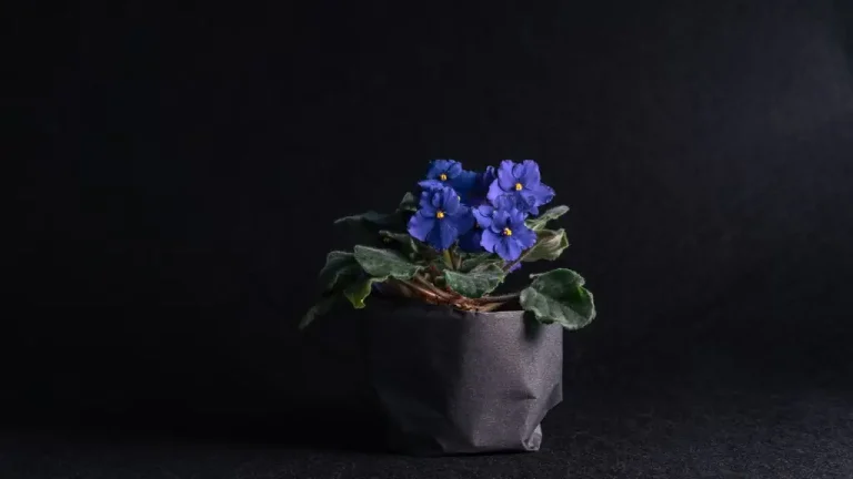 como fazer muda de violeta