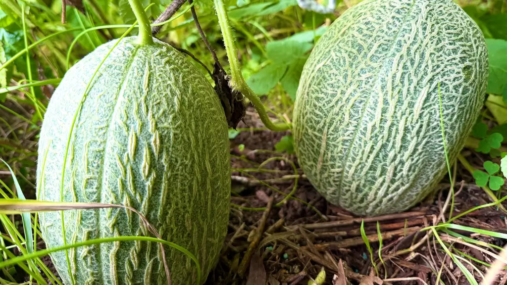 qual a melhor lua para plantar melão